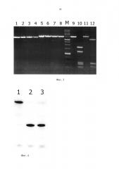 Рекомбинантный штамм бактерий escherichia coli n42 (pelmi) - продуцент метилзависимой сайт-специфической эндонуклеазы elmi (патент 2597987)