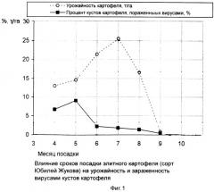 Способ размножения семенного картофеля (патент 2317702)