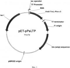 Плазмидный вектор pet-ppsltp, штамм бактерии escherichia coli bl21(de3)star/ pet-ppsltp - продуцент пищевого аллергена гороха pis s 3 и способ получения указанного аллергена (патент 2618840)