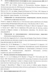 Способ одновременного обнаружения микобактерий туберкулезного комплекса и идентификации мутаций в днк микобактерий, приводящих к устойчивости микроорганизмов к рифампицину и изониазиду, на биологических микрочипах, набор праймеров, биочип и набор олигонуклеотидных зондов, используемые в способе (патент 2376387)