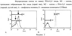 Способ одномоментного определения длины теломер и количества делений популяции пролиферирующих клеток in vitro (патент 2443777)