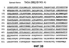 Глюкоамилаза trichoderma reesei и ее гомологи (патент 2394101)