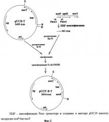 Использование гена мембранной пирофосфатазы бактерии rhodospirillum rubrum для изменения свойств растений (патент 2378379)