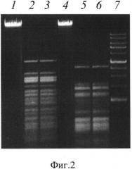 Рекомбинантный штамм бактерий escherichia coli n41 (pbpun4/mr)-продуцент сайт-специфической эндонуклеазы рестрикции bpun4i (патент 2529362)