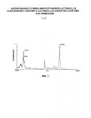 Изолированные штаммы микроорганизмов lactobacillus plantarum mcc1 dsm 23881 и lactobacillus gasseri mcc2 dsm 23882 и их применение (патент 2603059)