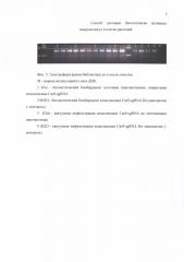 Способ доставки биологически активных макромолекул в клетки растений (патент 2663347)