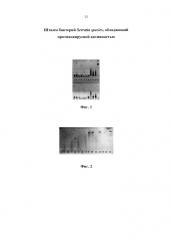 Штамм бактерий serratia species, обладающий противовирусной активностью (патент 2650762)