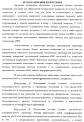 Система экспрессии компонентов ортогональной трансляции в эубактериальной клетке-хозяине (патент 2467069)