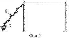 Способ ведения виноградных кустов (патент 2362297)