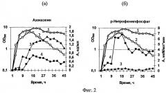 Штамм бактерий bacillus pumilus 2a-5 с низкой протеолитической активностью, повышенной активностью фосфатазы, способ его получения и применения (патент 2511416)