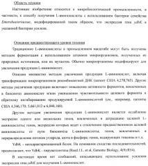 Способ получения l-аминокислоты с использованием бактерии, принадлежащей к роду escherichia (патент 2395579)