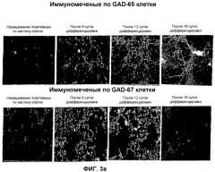 Получение гамкергических нейронов in vitro из эмбриональных стволовых клеток и их применение при лечении неврологических расстройств (патент 2380410)