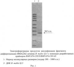 Олигонуклеотидные праймеры для генотипирования b. mallei методом полимеразной цепной реакции (патент 2474616)