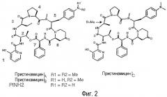 Новые варианты полипептида papm бактерий рода streptomyces (патент 2351608)