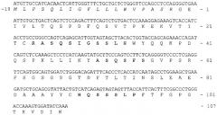 Антитела к человеческому il-1бета (патент 2286351)