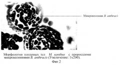 Способ индукции гемолитической активности bacillus anthracis (патент 2265666)