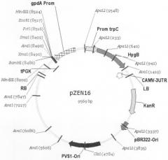 Рекомбинантная плазмидная днк pzen16 для переноса и экспрессии генов в мицелиальном грибе acremonium chrysogenum (патент 2434944)