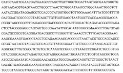 Штамм micrococcus sp., предназначенный для снижения содержания общего азота, аммоний-иона, железа и алюминия в сточных водах очистных сооружений промышленных предприятий (патент 2567010)