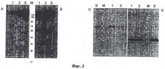 Антитело, специфически взаимодействующее с онкобелком her2/neu (патент 2425840)