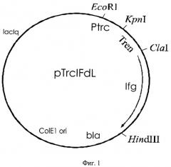 Рекомбинантная плазмидная днк ptrcifdl, кодирующая полипептид с активностью гамма-интерферона человека, и штамм бактерий escherichia coli - продуцент полипептида с активностью гамма-интерферона человека (патент 2399670)