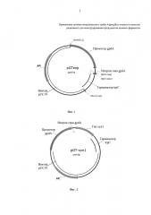 Применение штамма мицелиального гриба aspergillus awamori в качестве реципиента для конструирования продуцентов целевых ферментов (патент 2621279)