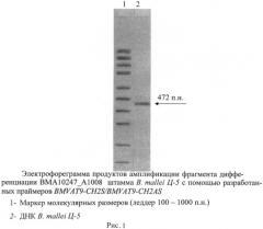 Олигонуклеотидные праймеры для генотипирования b. mallei методом полимеразной цепной реакции (патент 2474617)