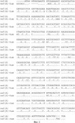 Экспрессионная плазмидная днк pbmc-nef(a)-hum (патент 2335540)