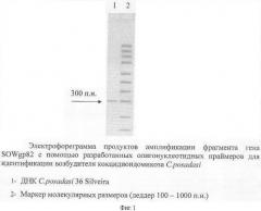 Олигонуклеотидные праймеры для идентификации coccidioides posadasii (патент 2346045)