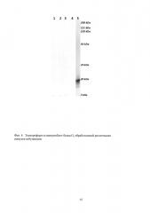 Способ выделения ренатурированного белка g из маркированного полиакриламидного геля (патент 2646103)