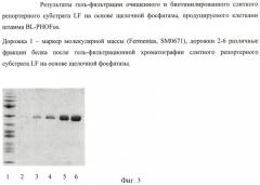 Рекомбинантная плазмидная днк pphofus, кодирующая субстрат летального фактора сибирской язвы, слитый со щелочной фосфатазой escherichia coli, и штамм escherichia coli bl-phofus, продуцирующий белок - субстрат летального фактора сибирской язвы в составе щелочной фосфатазы escherichia coli (патент 2416637)