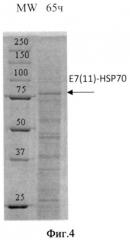 Способ микробиологического синтеза гибридного белка е7-hsp70 (варианты) (патент 2546917)