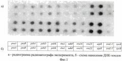 Способ регуляции транскрипции хлоропластных генов ячменя (hordeum vulgare) (патент 2460279)