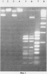 Штамм бактерий glacial ice bacterium i - продуцент эндонуклеазы рестрикции gla i (патент 2287012)