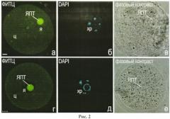 Способ выявления белков в разных типах клеток млекопитающих и человека с помощью флуоресцеин-5-изотиоцианата на микроскопическом уровне (патент 2547594)