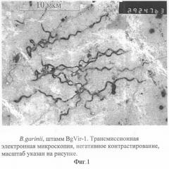 Штамм бактерий borrelia garinii bgvir-1, используемый для производства препаратов для диагностики и профилактики иксодовых клещевых боррелиозов и для оценки протективной и специфической активности профилактических и лечебных препаратов (патент 2295564)