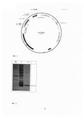 Рекомбинантная плазмида, обеспечивающая синтез барназы в клетках escherichia coli, штамм escherichia coli - продуцент барназы и способ получения барназы. (патент 2650871)