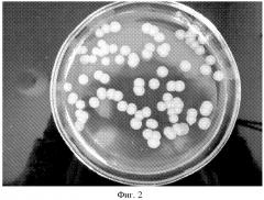 Способ культивирования listeria monocytogenes на питательной среде, приготовленной на основе листового салата (lactuca sativa) (патент 2562859)