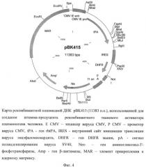 Рекомбинантная плазмидная днк рвк415, кодирующая полипептид рекомбинантного тканевого активатора плазминогена человека, линия клеток cricetulus griseus cho 1f8 - продуцент рекомбинантного тканевого активатора плазминогена человека и способ получения и выделения полипептида, обладающего активностью тканевого активатора плазминогена (патент 2500817)