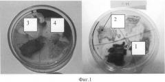 Способ учета нефтеокисляющих бактерий в морской воде (патент 2520084)