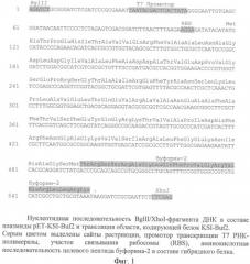 Рекомбинантная плазмидная днк pet-ksi-buf2, кодирующая гибридный белок, содержащий антимикробный пептид буфорин-2, штамм escherichia coli bl21(de3)/pet-ksi-buf2 - продуцент указанного белка и способ получения антимикробного пептида буфорина-2 (патент 2347811)