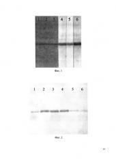 Штамм бактерий escherichia coli krx pet32b/asfv/p30-продуцент химерного рекомбинантного белка p30 вируса африканской чумы свиней (патент 2647573)