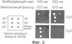 Обнаружение молекулярных колоний посредством гибридизации на мембранах с флуоресцентными зондами (патент 2338787)