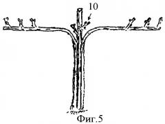 Способ формирования и ведения виноградных кустов (патент 2363147)
