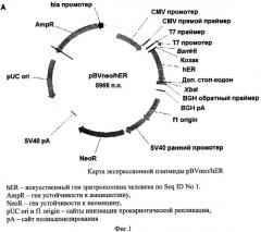 Синтетическая днк, кодирующая эритропоэтин человека, содержащий её вектор, способ получения штамма-продуцента эритропоэтина, штамм-продуцент эритропоэтина (патент 2548806)