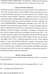 Антитела человека, обладающие активностью связывания c mn и нейтрализации клеточной адгезии (патент 2317998)