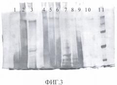 Способ получения igal-протеазы из культуры neisseria meningitidis серогруппы а и иммуногенный препарат на ее основе (патент 2407792)
