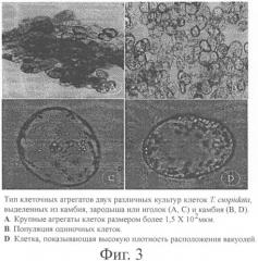 Клеточные клоны камбия, способ их выделения и консервации (патент 2398874)