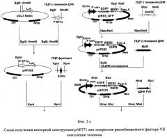 Рекомбинантная плазмидная днк pap271, кодирующая полипептид фактора vii свертываемости крови человека, и линия клеток mesocricetus auratus внк 21 k.13 (2h7) - продуцент рекомбинантного фактора vii свертываемости крови человека (патент 2448160)