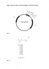 Гистоны и биодеградируемые липиды как средство для доставки нуклеиновых кислот в клетки эукариот (патент 2637371)