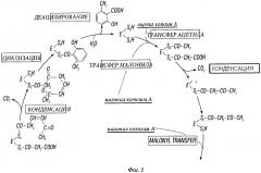 Рекомбинантная клетка для производства фенольного соединения и способ производства фенольного соединения (патент 2628097)